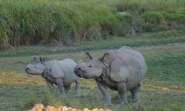 Assam, Meghalaya and Arunachal via Kaziranga