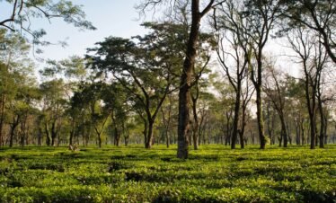 Seven States of Northeast India Tour Extended