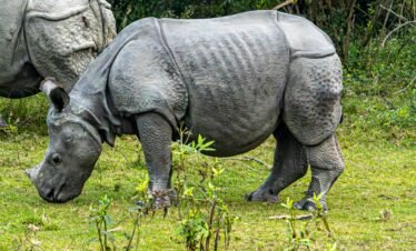 Wild life in Assam 7 night 8 days